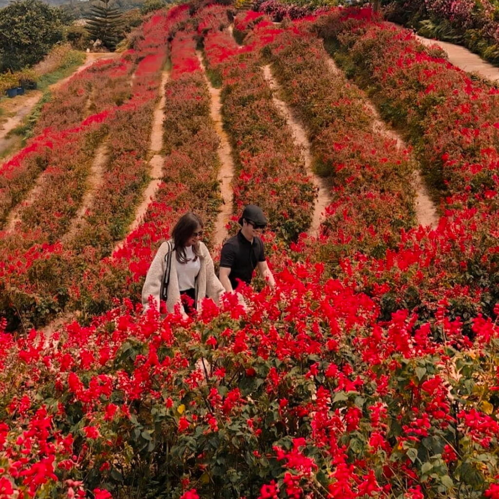 Visitors walking through bright red flowers at Buwakan ni Alejandra during a Cebu Mountain Tour.