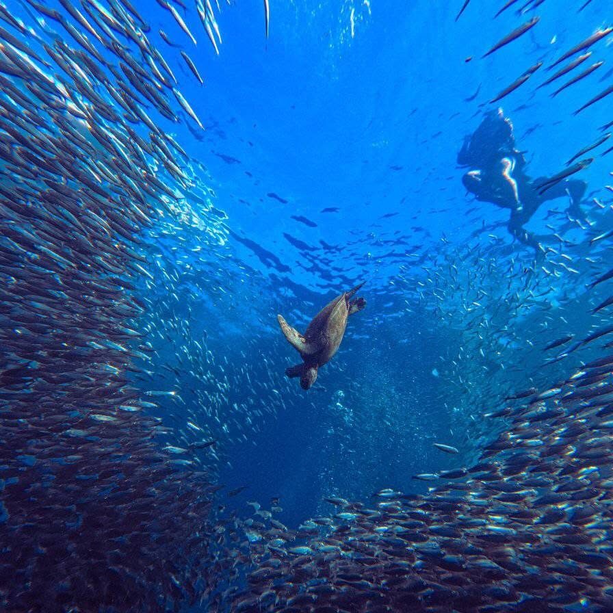 Moalboal Sardine Run and Sea Turtle in Cebu A sea turtle swimming through the famous sardine run with snorkelers in Moalboal, Cebu, Philippines.