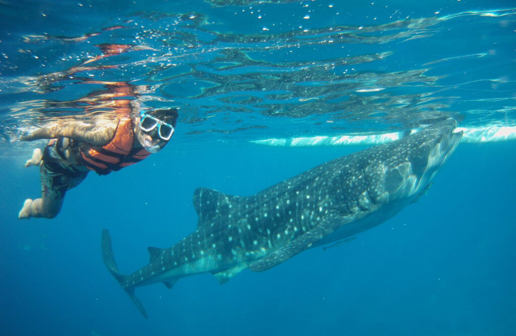 Whale Sharks. Cebu Tourist Spots