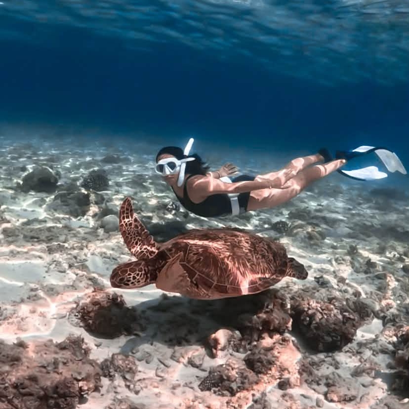 Swimming with Sea Turtles in Moalboal, Cebu A tourist snorkeling with a sea turtle in the clear waters of Moalboal, Cebu, Philippines.