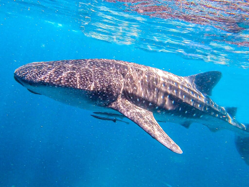 whale shark watching