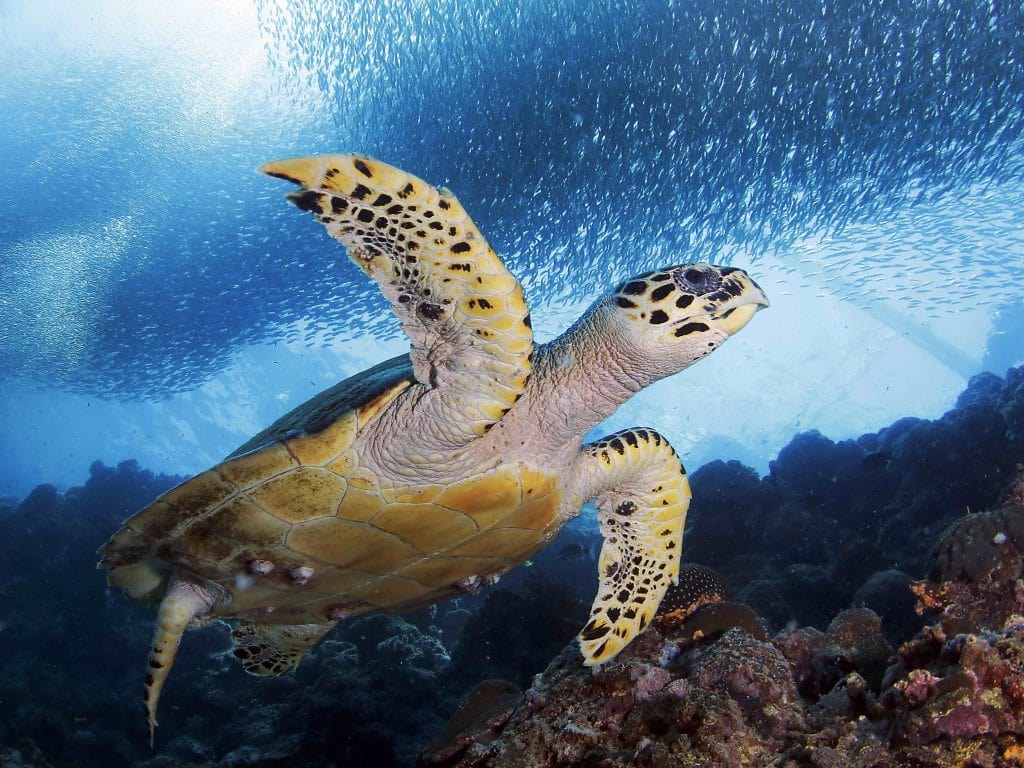 Cebu Tour Package Sea Turtle and Sardine Run