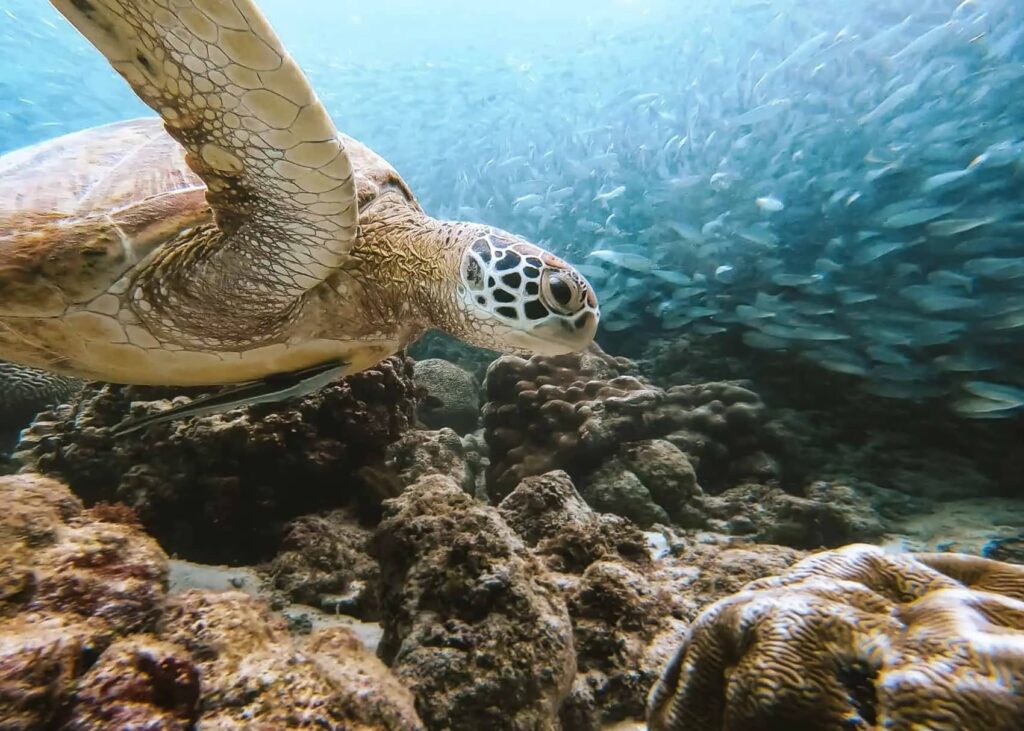 Sardine Run, Turtle Marince Sanctuary, Cebu Tourist Spot