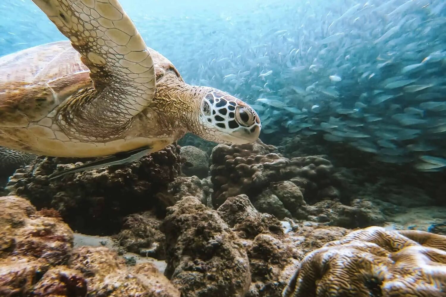 Cebu Tour Package Sea Turtle and Sardine Run