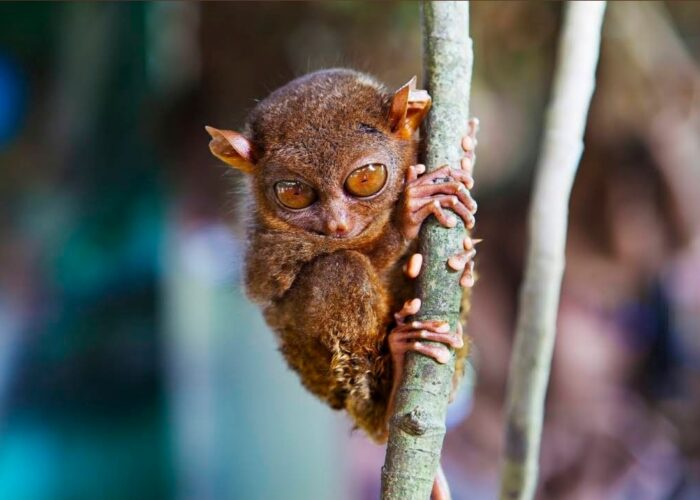 4D3N Cebu and Bohol tour package