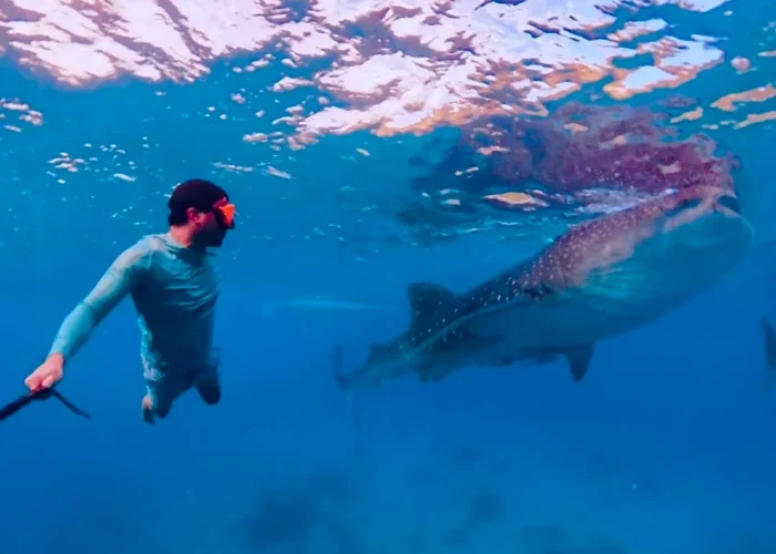 Tourist swimming beside a whale shark in Oslob, Cebu