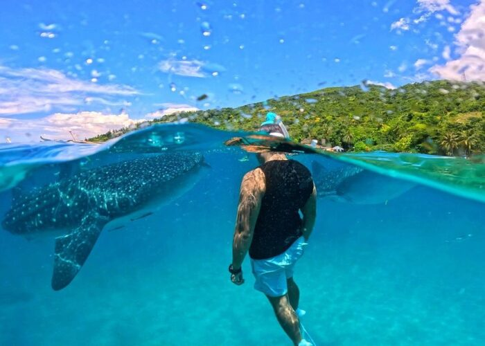 A visitor snorkeling beside a whale shark in the clear blue water of Oslob, Cebu.