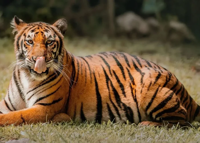 Wildlife encounter included in private Cebu day tours