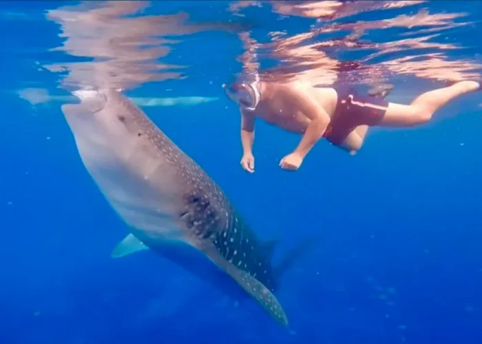 A snorkeler watching a spotted whale shark swimming through the clear blue water of Oslob.