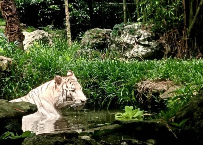 A white tiger resting in a pond surrounded by rocks, bamboo, and green plants at Cebu Safari and Adventure Park.
