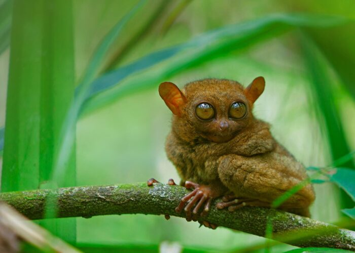 Philippine tarsier resting on a tree branch surrounded by green leaves