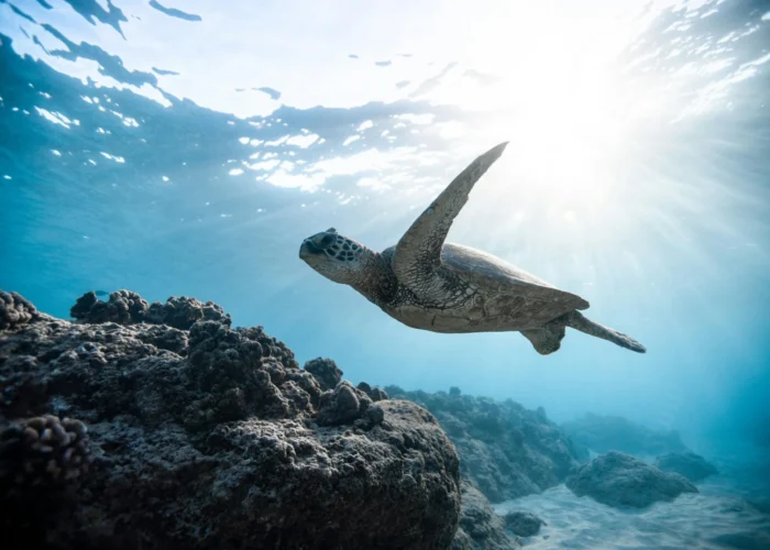 A sea turtle swimming above a coral reef as sunlight shines through the clear blue water.