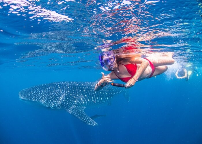 Woman snorkeling alongside a whale shark in clear blue water